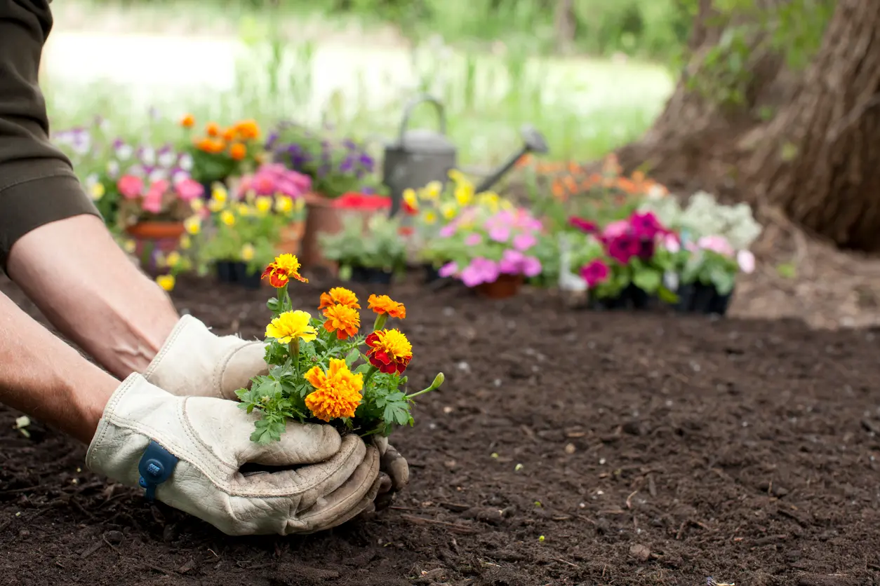 How to Choose Low Maintenance Indoor Plants for Beginners